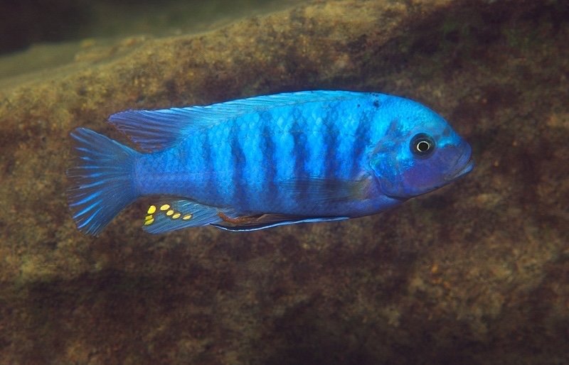 Maylandia zebra 'Pombo Rocks'